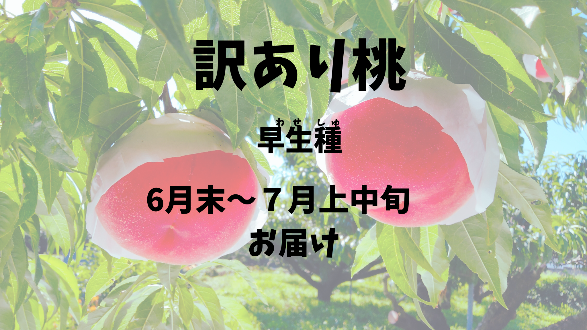 【訳あり桃：早生種】お得！！予約期間（2025.４/１～６/２０まで）
