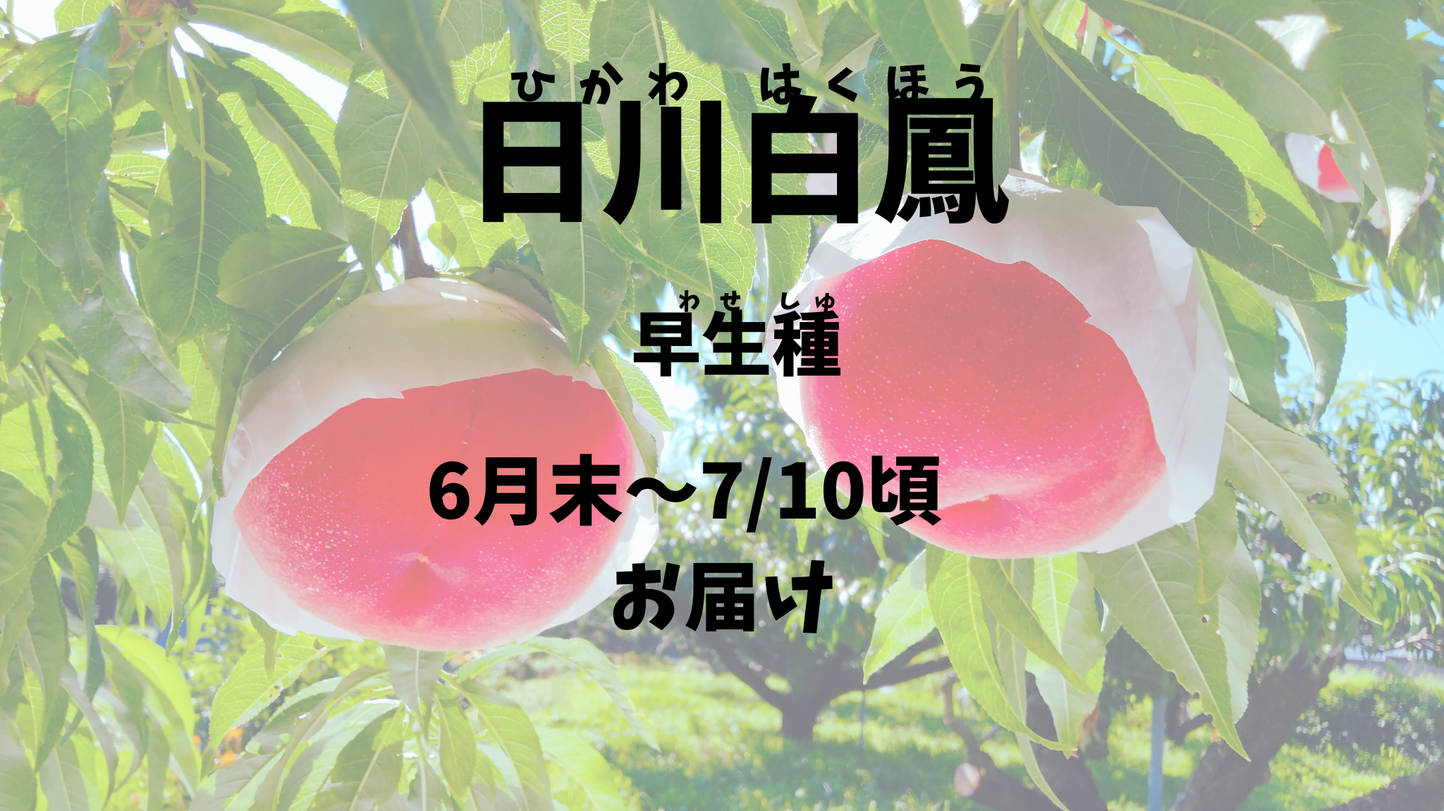 【日川白鳳：早生種】予約期間（2025.４/１～６/２０まで）朝採り