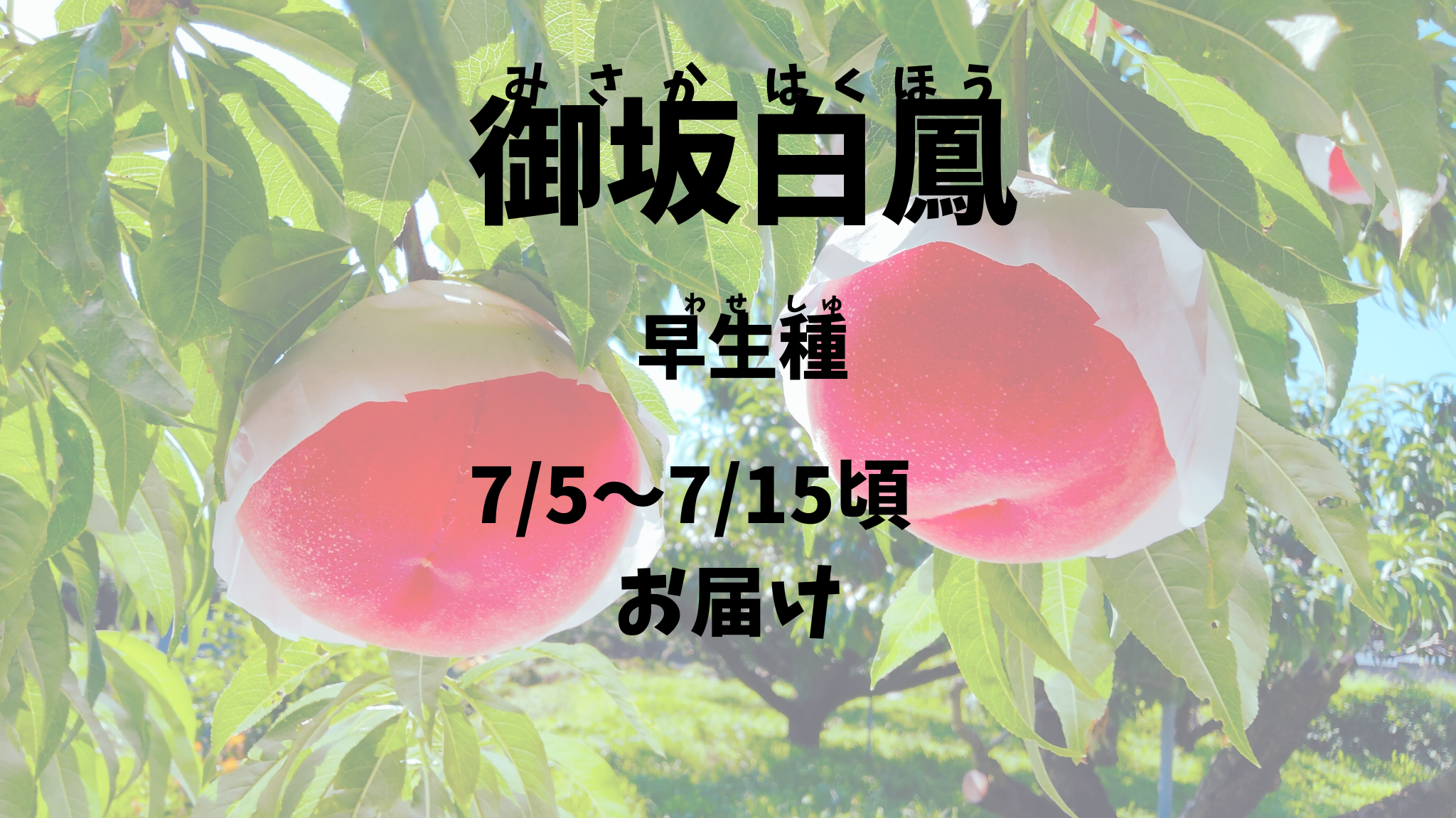 【御坂白鳳：早生種】予約期間（2025.４/１～６/３０まで）朝採り
