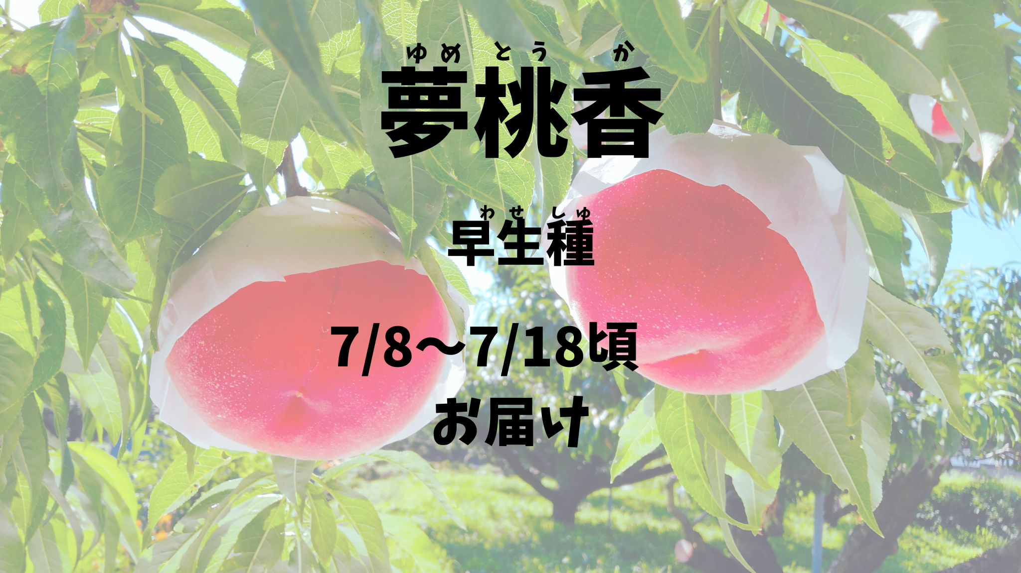 【夢桃香：早生種】予約期間（2025.４/１～６/３０まで）朝採り