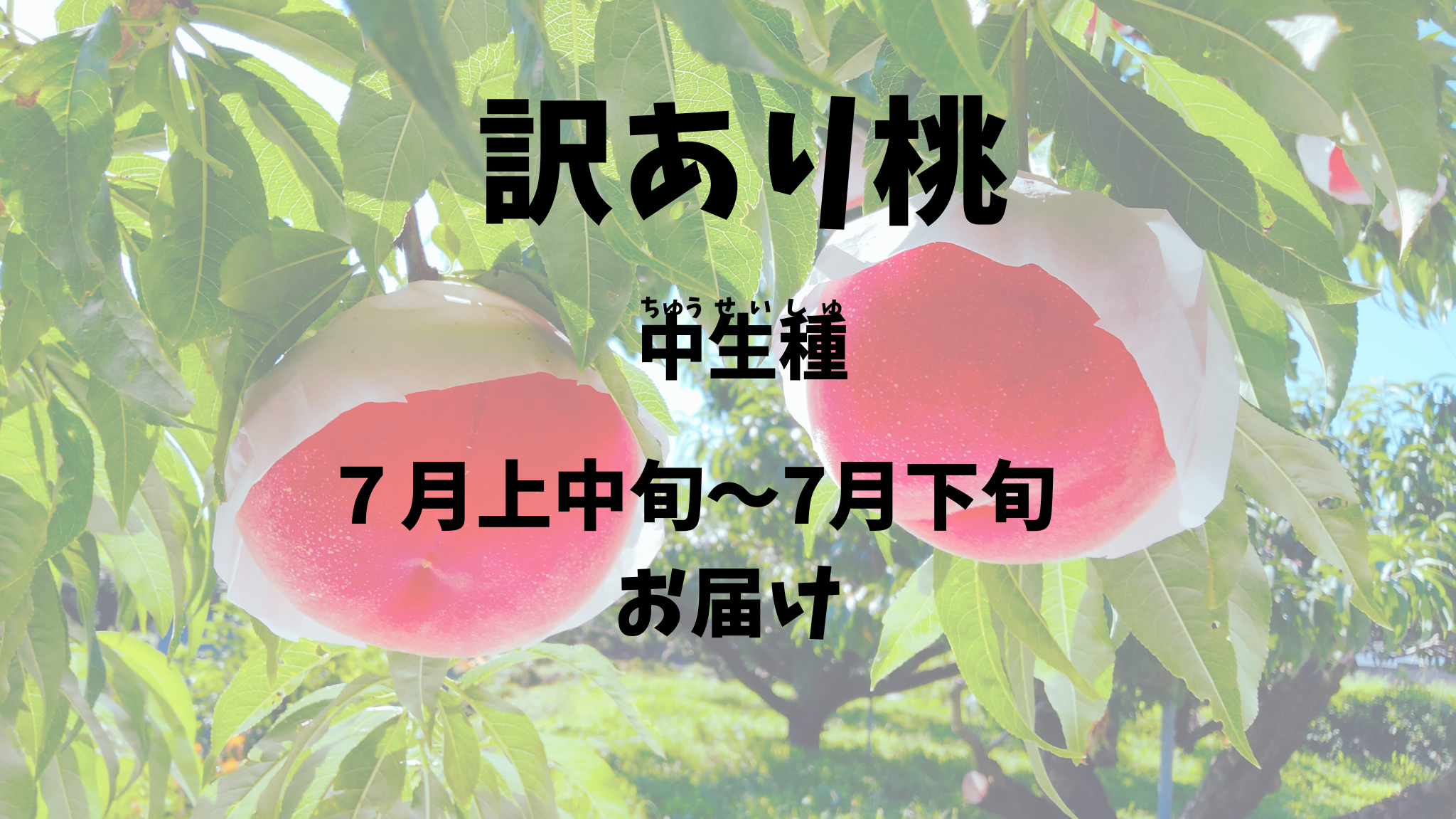 【訳あり桃：中生種】お得！！予約期間（2025.４/１～７/１５まで）