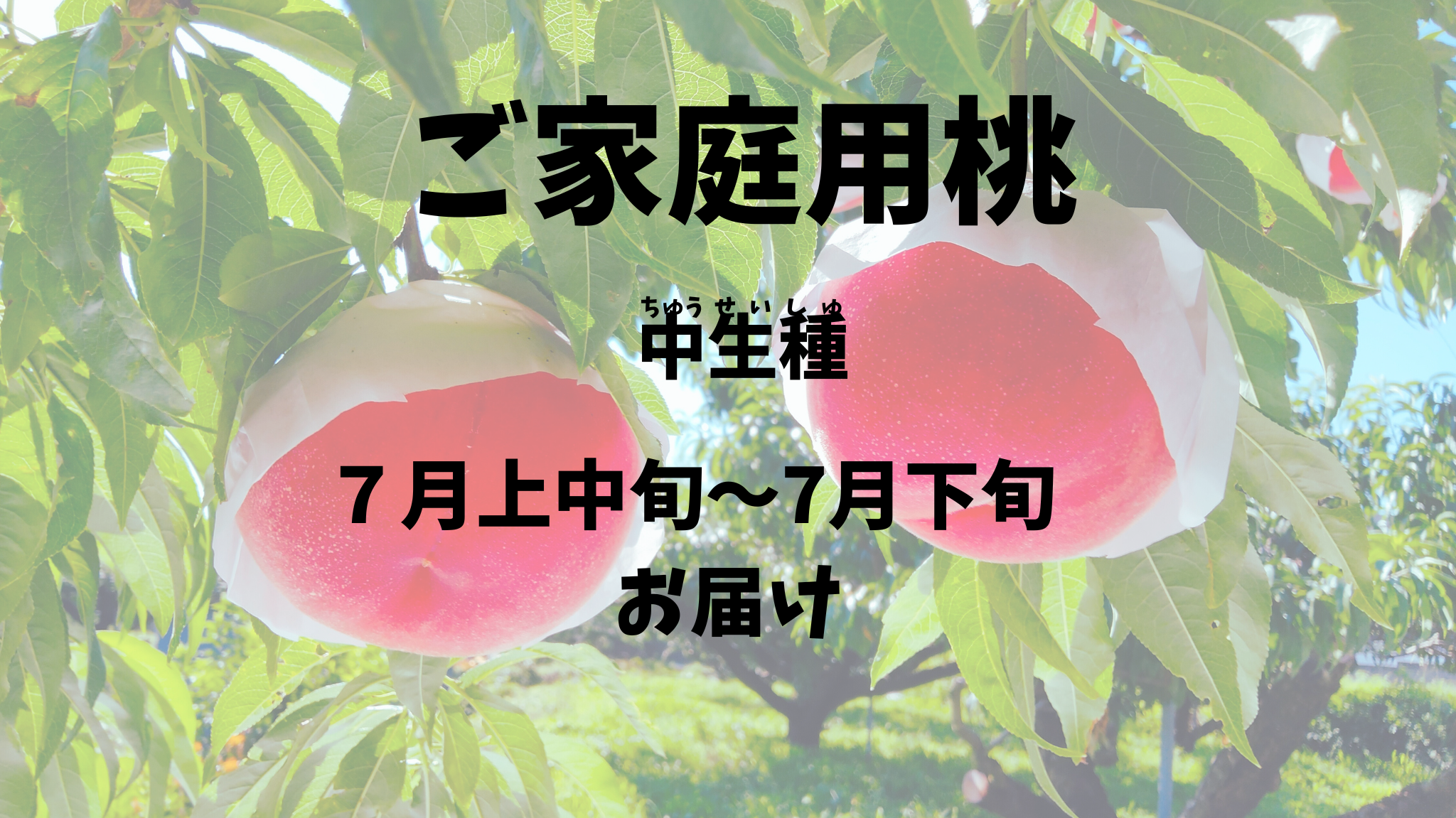 【ご家庭用桃：中生種】贈り物に最適！予約期間（2025.４/１～７/１０まで）