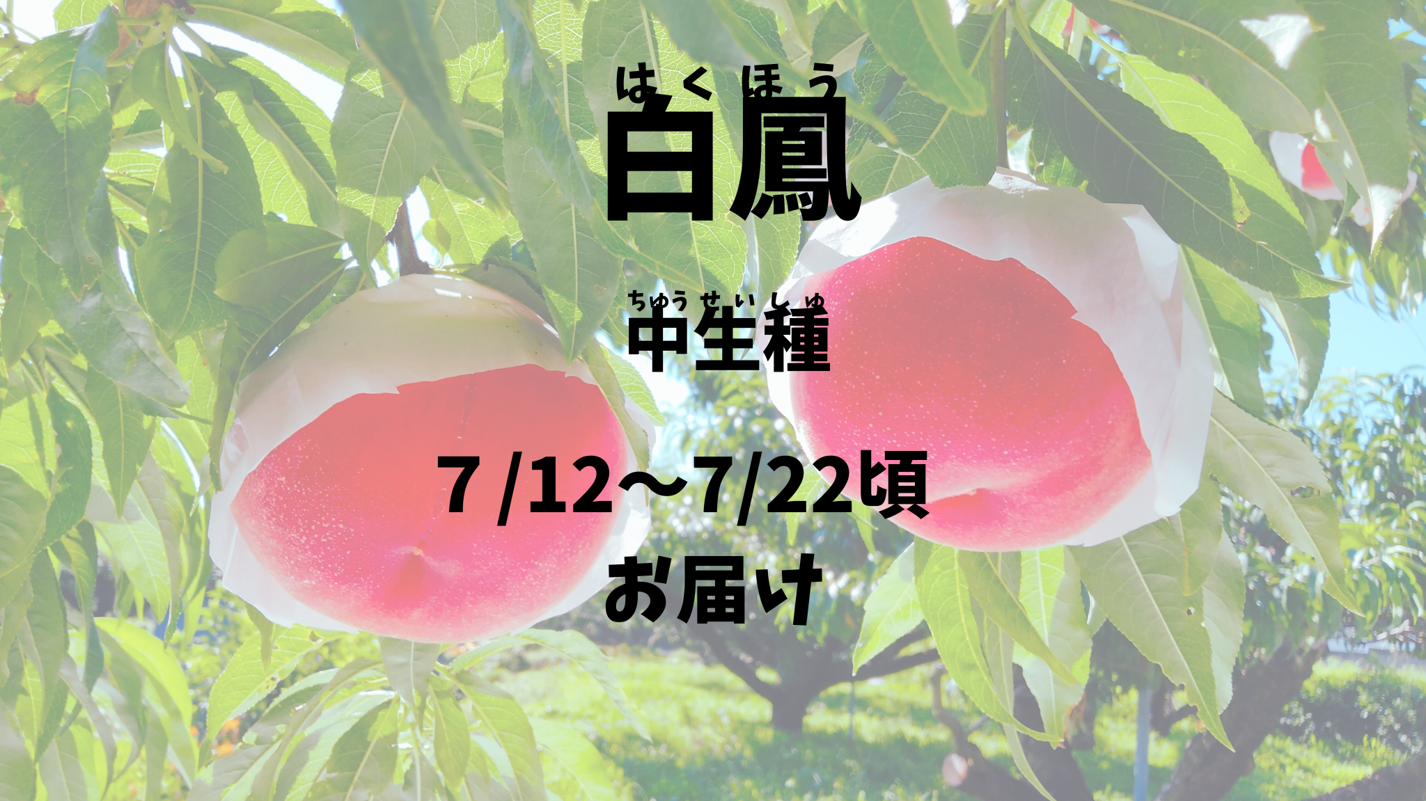 【白鳳：中生種】予約期間（2025.４/１～７/５まで）朝採り