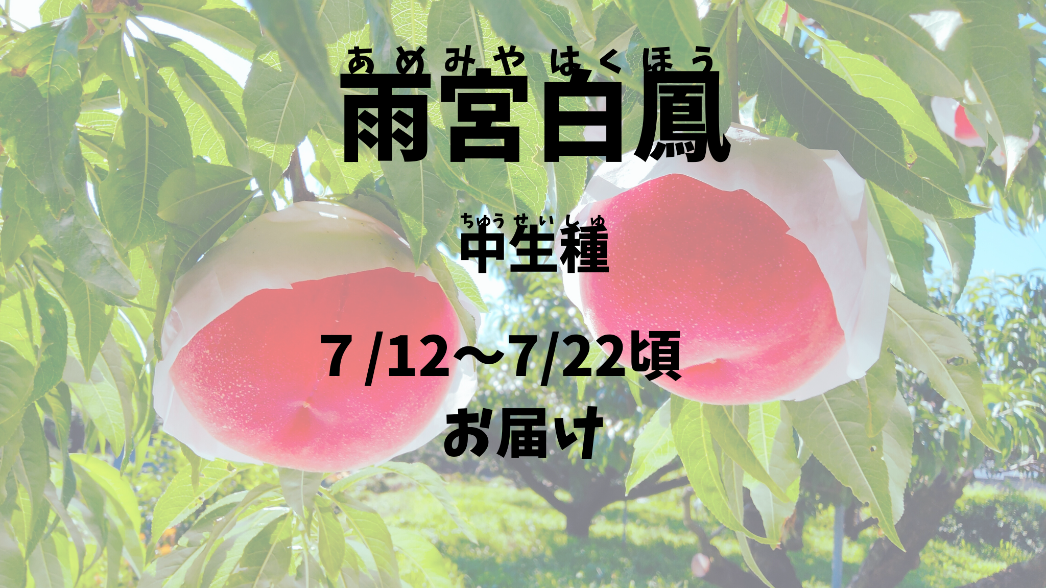 【雨宮白鳳：中生種】予約期間（2025.４/１～７/５まで）朝採り