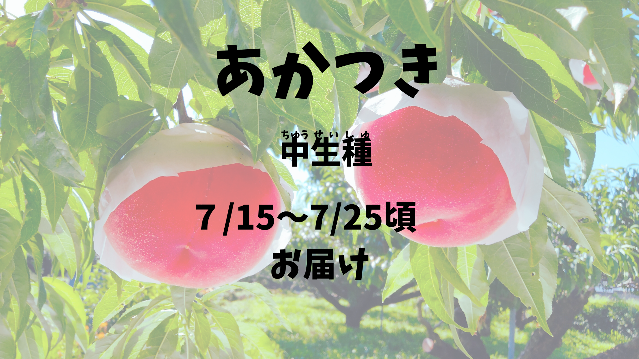 【あかつき：中生種】予約期間（2025.４/１～７/１０まで）朝採り