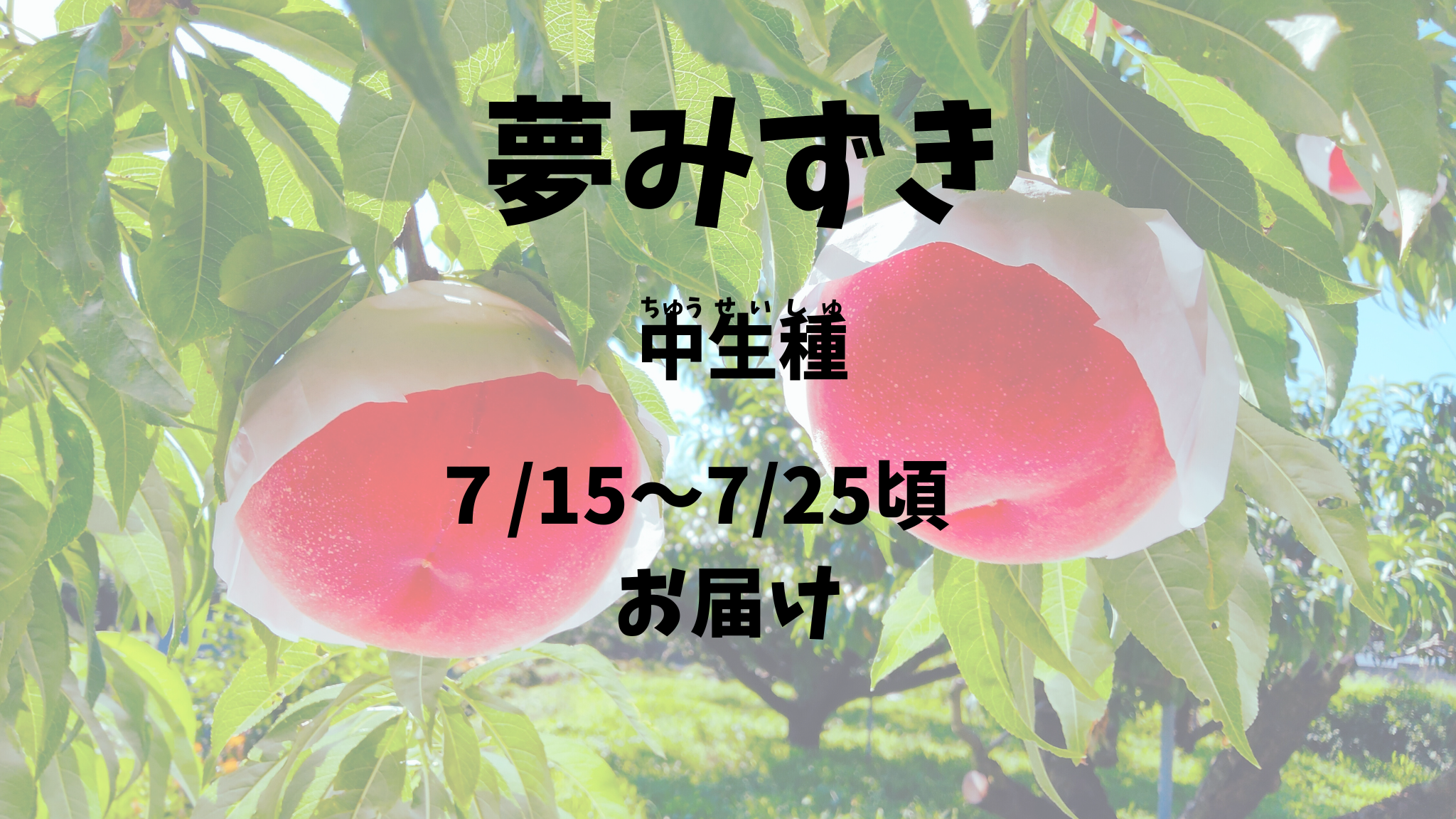 【夢みずき：中生種】予約期間（2025.４/１～７/１０まで）朝採り