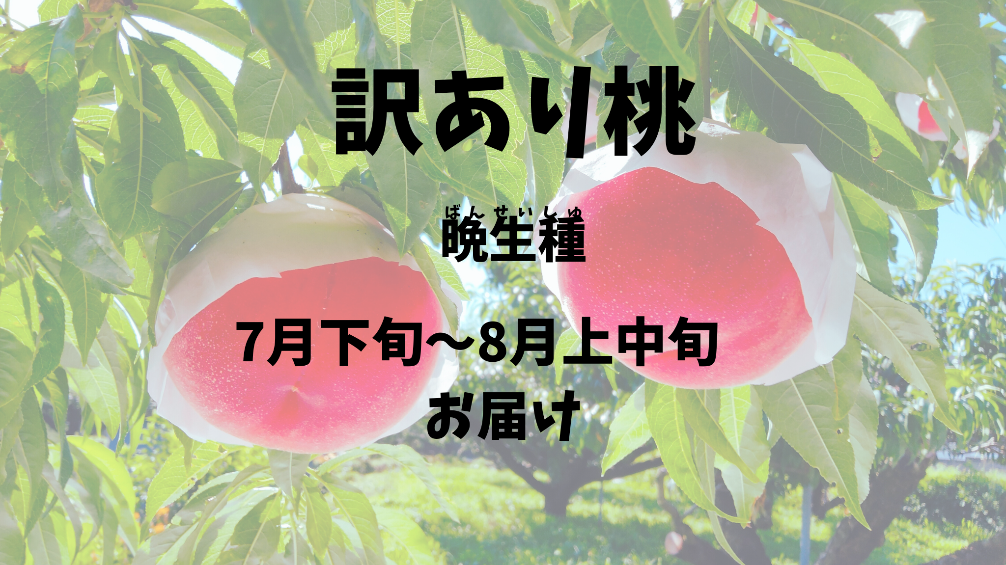 【訳あり桃：晩生種】お得！！予約期間（2025.４/１～７/３１まで）