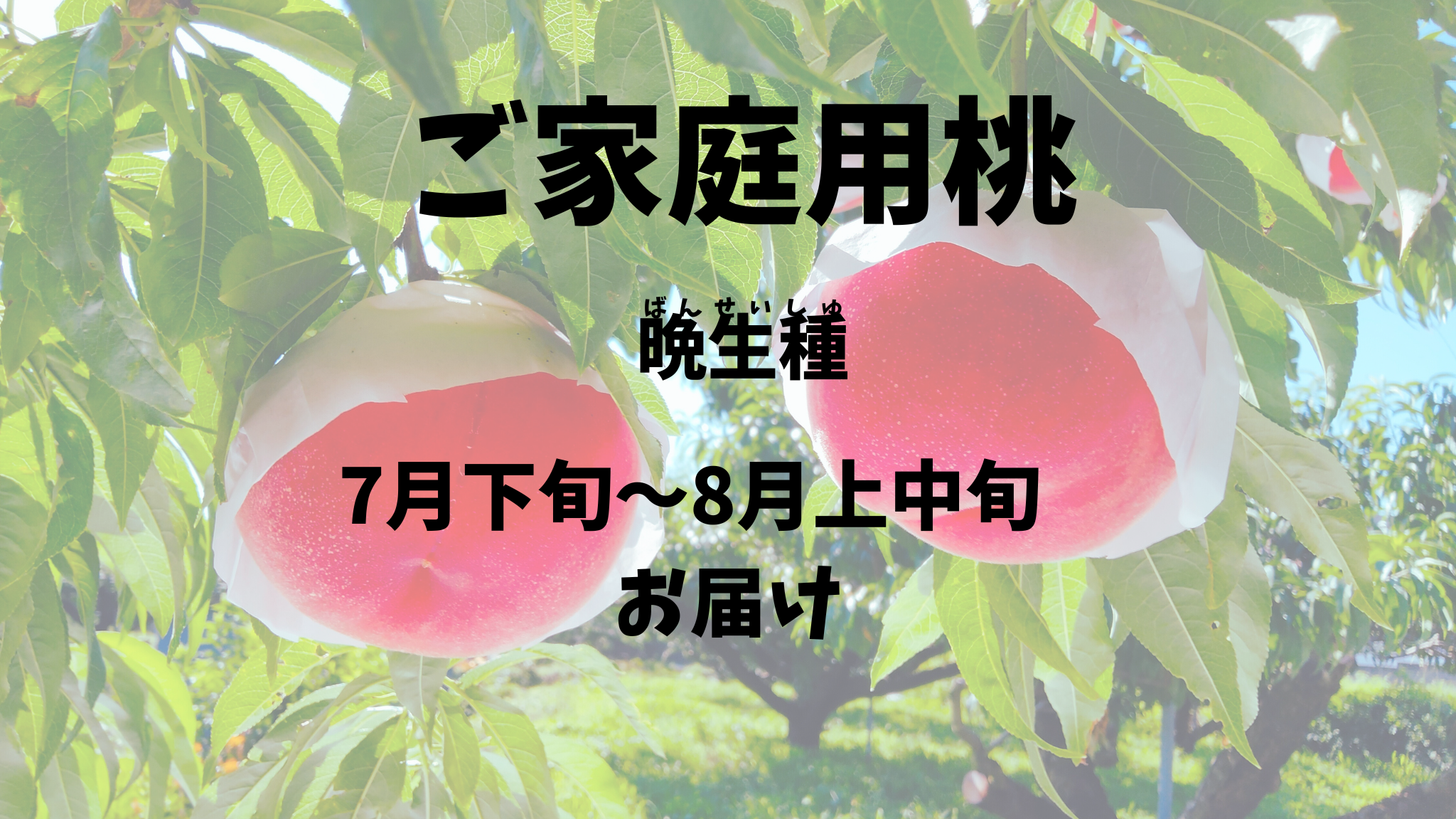 【ご家庭用桃：晩生種】贈り物に最適！予約期間（2025.４/１～７/３１まで）