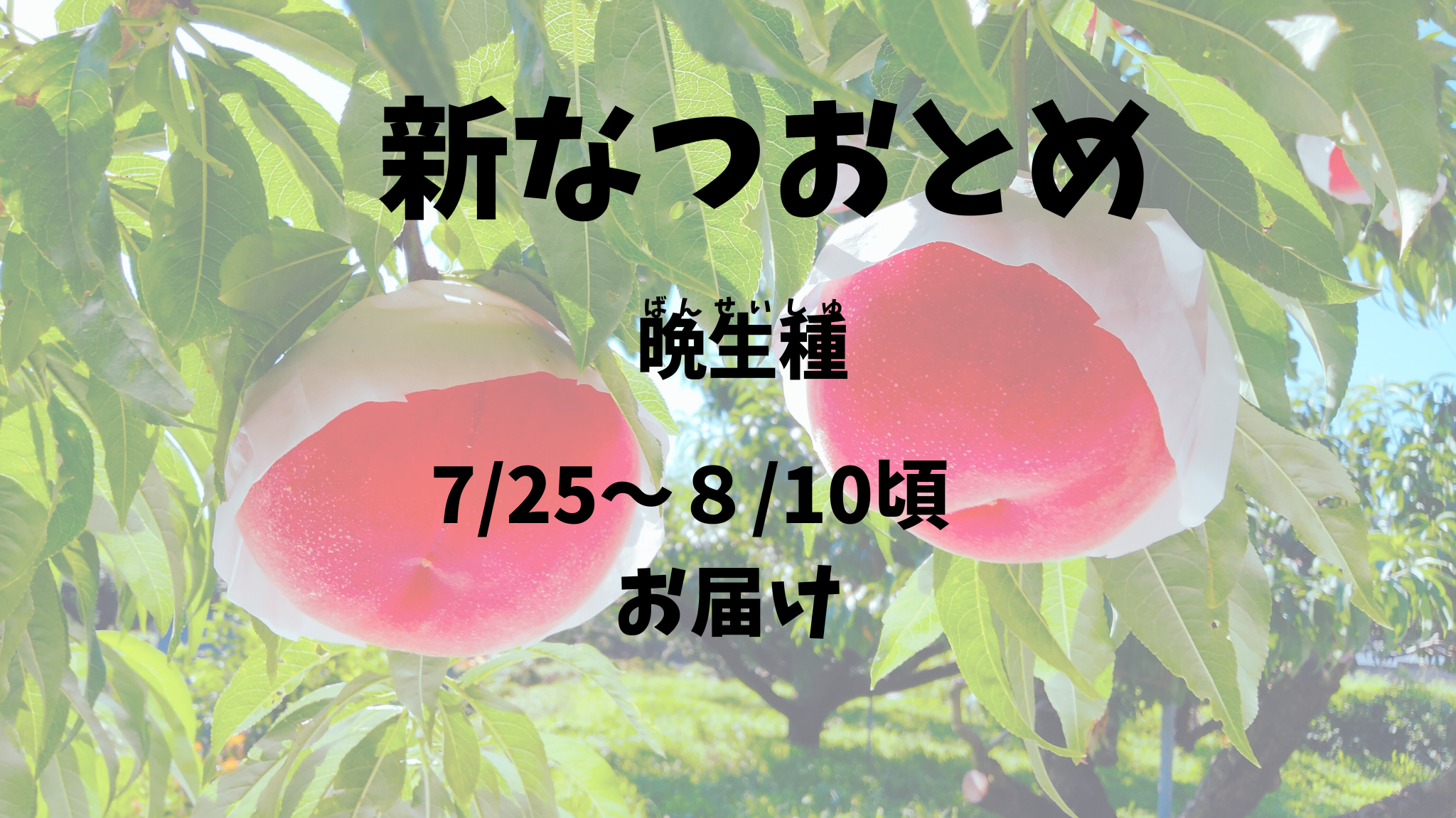 【新なつおとめ：晩生種】予約期間（2025.４/１～７/３１まで）朝採り