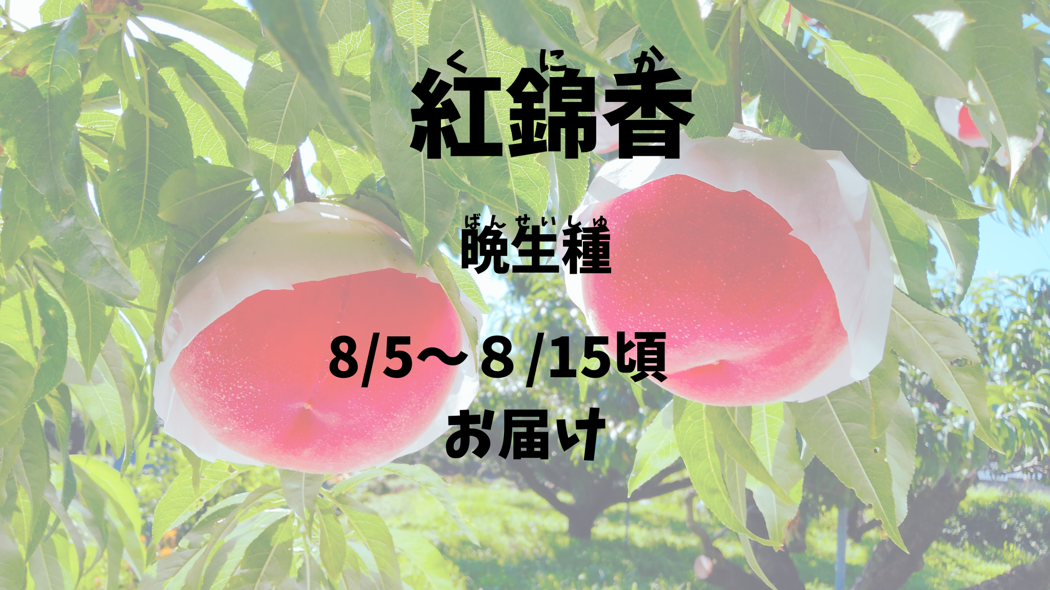 【紅錦香：晩生種】予約期間（2025.４/１～７/３１まで）朝採り