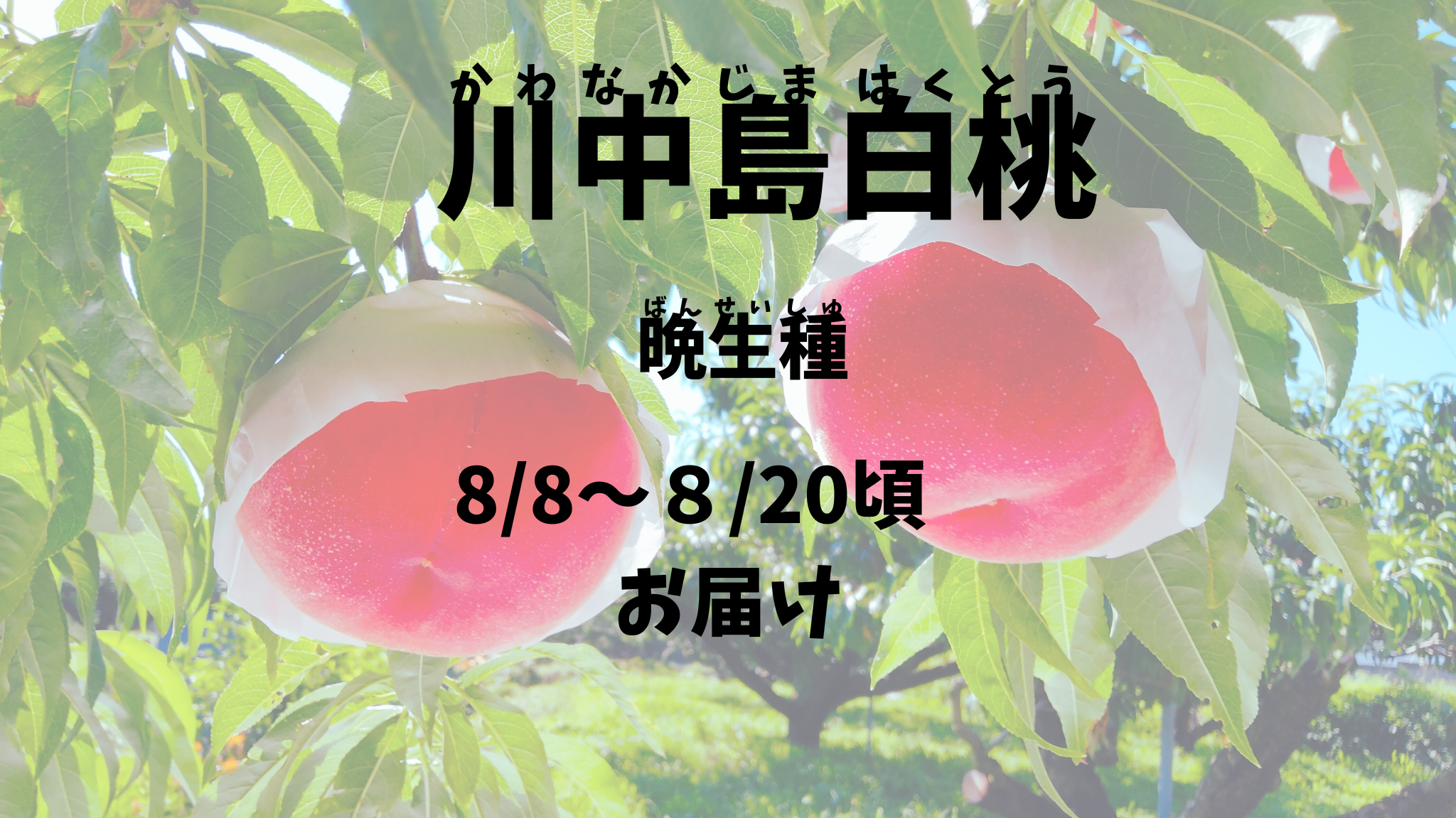【川中島白桃：晩生種】予約期間（2025.４/１～７/３１まで）朝採り
