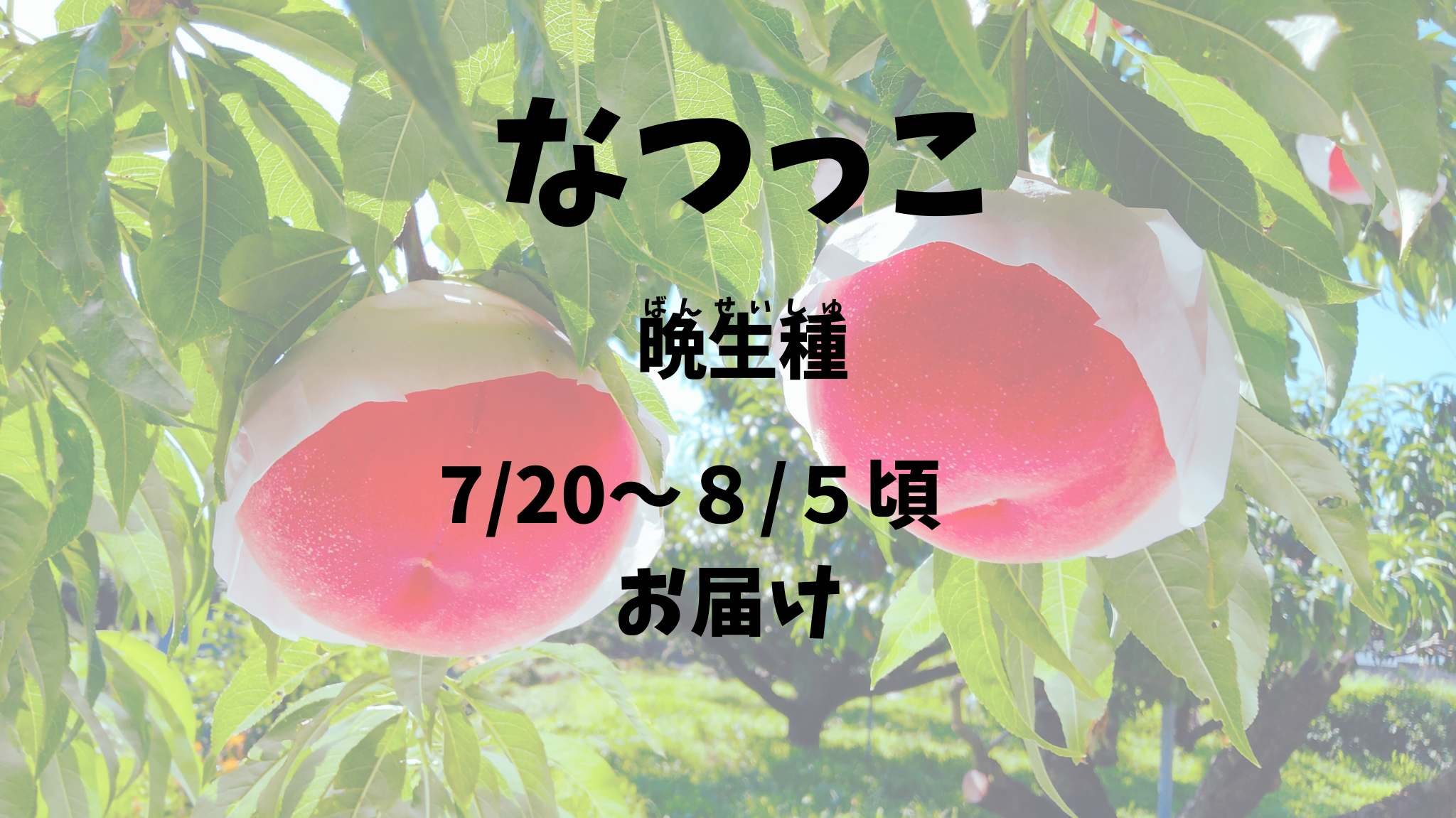 【なつっこ：晩生種】予約期間（2025.４/１～７月２０まで）朝採り